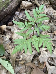 Sceptridium multifidum