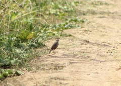 Luscinia svecica
