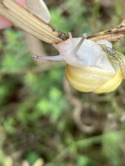 Cepaea