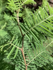 Vachellia pennatula