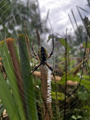 Argiope aurantia