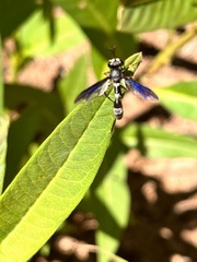 Physocephala tibialis