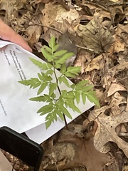 Sceptridium dissectum