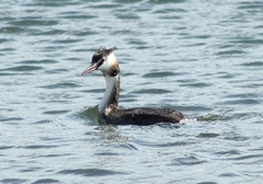 Podiceps cristatus