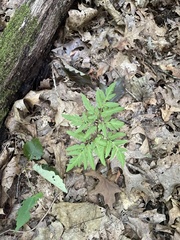 Sceptridium multifidum