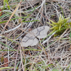 Lambdina fiscellaria