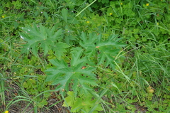Heracleum sphondylium sibiricum