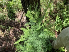 Vachellia pennatula