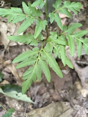 Sceptridium dissectum