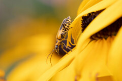 Chauliognathus pensylvanicus