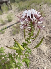 Polanisia dodecandra