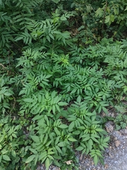 Sambucus ebulus