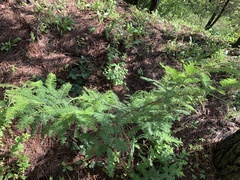 Vachellia pennatula