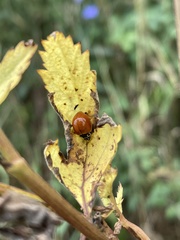Cycloneda munda