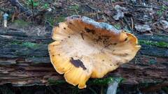 Cantharellus cibarius