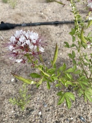 Polanisia dodecandra