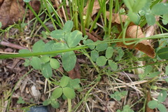 Trifolium
