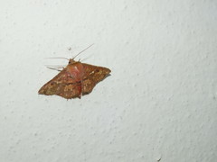 Monodecus