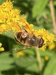 Eristalis tenax