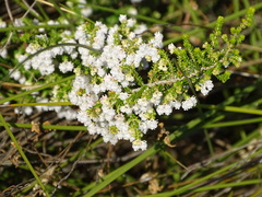 Erica formosa