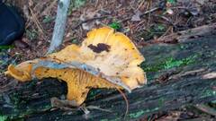 Cantharellus cibarius
