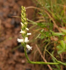 Spiranthes arcisepala