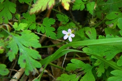 Geranium robertianum