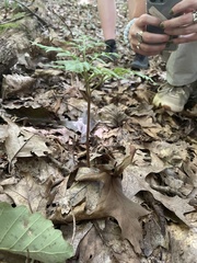 Sceptridium dissectum