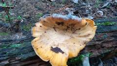 Cantharellus cibarius