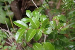 Vaccinium ovatum