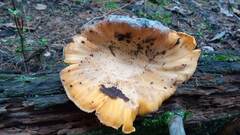 Cantharellus cibarius