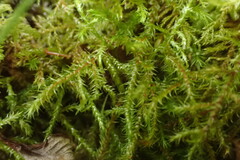 Rhytidiadelphus loreus