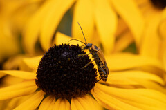 Chauliognathus pensylvanicus