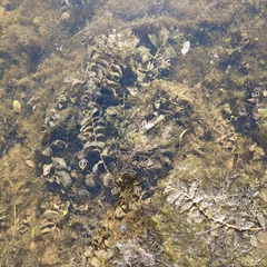 Potamogeton perfoliatus