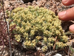 Physaria arizonica