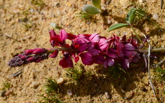 Indigofera discolor