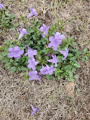 Ruellia nudiflora