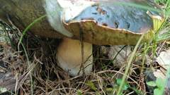 Boletus edulis