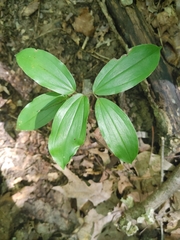Maianthemum racemosum