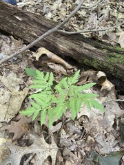 Sceptridium dissectum