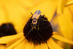 Chauliognathus pensylvanicus