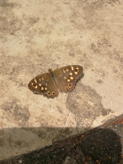 Pararge aegeria