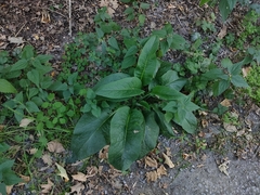 Magnoliopsida