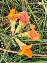 Lotus corniculatus