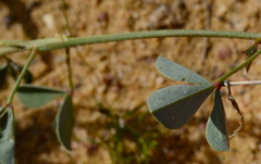 Indigofera discolor