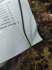 Maianthemum racemosum