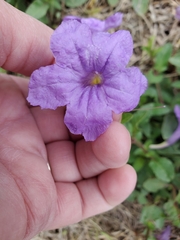 Ruellia nudiflora