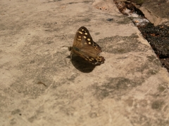 Pararge aegeria
