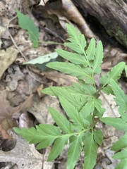 Sceptridium dissectum