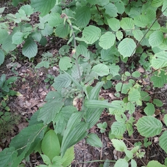 Epipactis helleborine